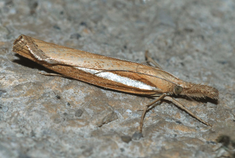 Agriphila tristella?